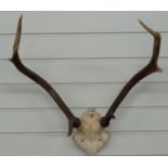 Taxidermy deer stag eight-point mount