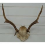 Taxidermy deer stag six-point mount