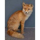 Taxidermy study of a seated fox, 50cm tall