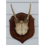 Taxidermy fallow deer horns on shield mount