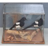 Taxidermy study of a pair of magpies in glass case, approximately 46x36x30cm