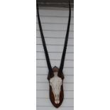 Taxidermy gemsbok antelope skull and horns on shield mount, approximately 130cm long
