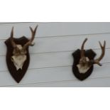 Two taxidermy deer skulls with antlers on oak shields / mounts