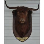 A very large taxidermy study of a Highland or similar bull, with glass eyes, on wooden shield