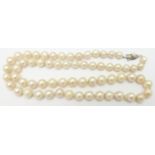 A single strand of cultured pearls with a silver clasp