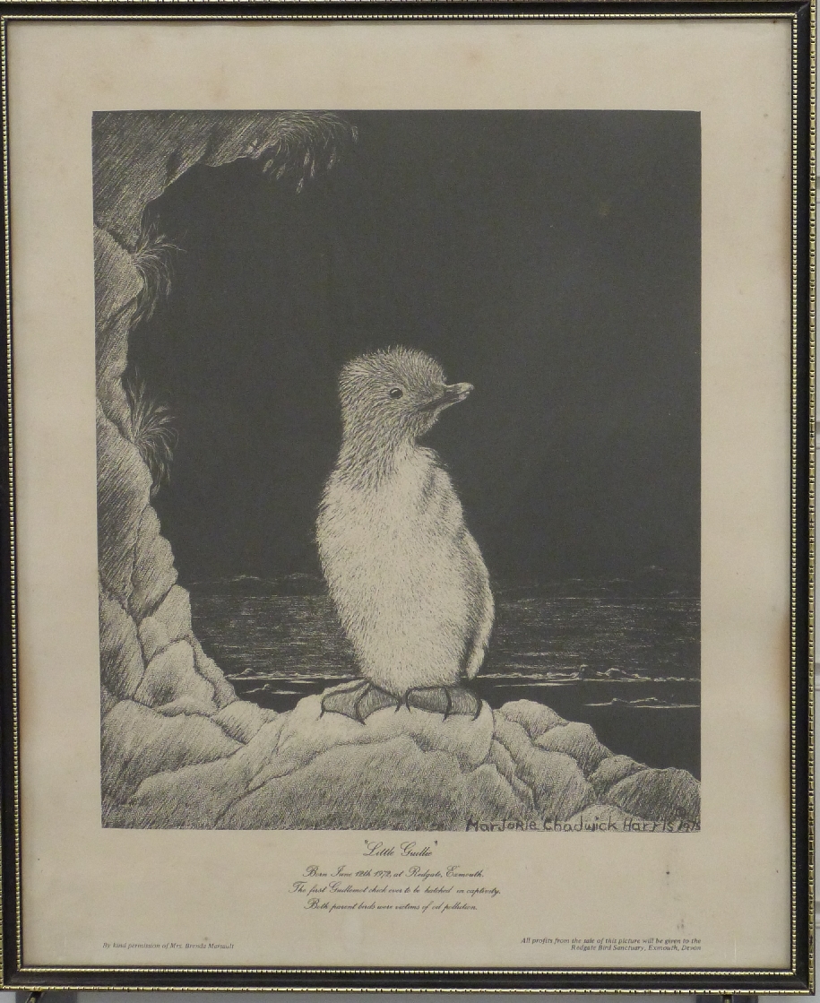 Marjorie Chadwick Harris print 'Little Guillie' the first Guillemot to be hatched in captivity,