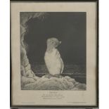 Marjorie Chadwick Harris print 'Little Guillie' the first Guillemot to be hatched in captivity,