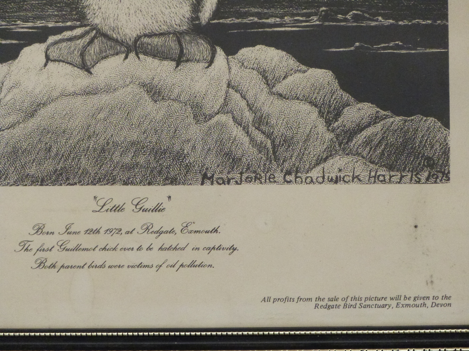 Marjorie Chadwick Harris print 'Little Guillie' the first Guillemot to be hatched in captivity, - Image 2 of 3