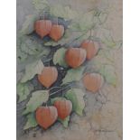 H Royston Hudson watercolour of Chinese lantern flowers, 46 x 36cm, framed and glazed