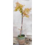 A large pot plant Acer Pulmatum 'Sango Kaku', grown as a standard tree, approximate height with