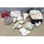 Box of coral, shells etc