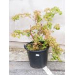 A large pot plant Acer Pulmatum approximate height with pot 1.4m