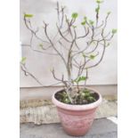 A large pot plant fig, approximate height with pot 1.4m
