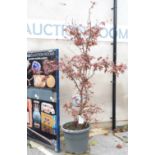 A large pot plant Acer Pulmatum 'Bloodgood', approximate height with pot 2.6m