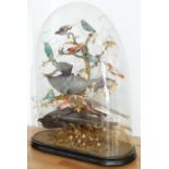 Victorian taxidermy study of exotic birds in naturalistic setting under a glass dome W56 x D22 x