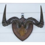 A taxidermy horn and skull mounted on shield mount titled 'Athi River S.E.A 11-2-11', W21cm