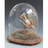 Victorian taxidermy study of a Kingfisher in naturalistic setting under a glazed dome on oval