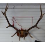 A taxidermy large pair of elk antlers on shield mount, approximately 130cm base of shield to tip