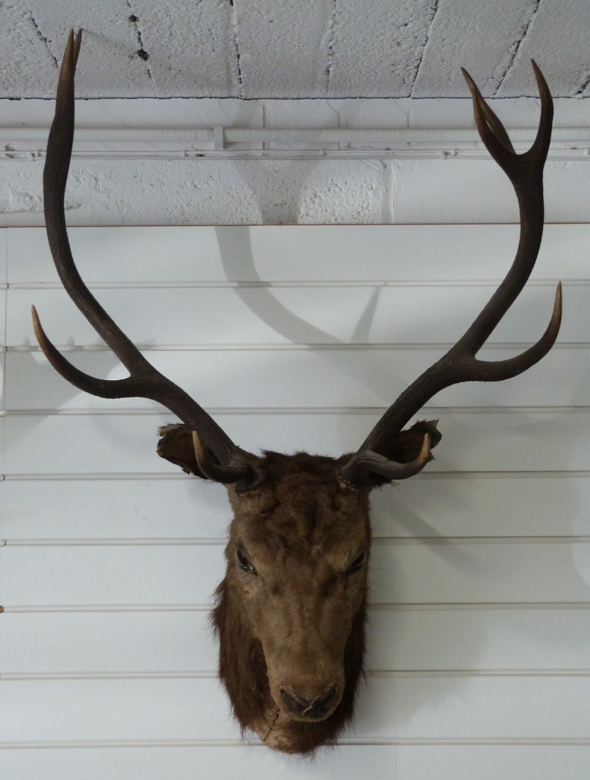 A taxidermy Red Deer head and antlers, W80 H104cm