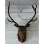 A taxidermy Red Deer head and antlers, W80 H104cm