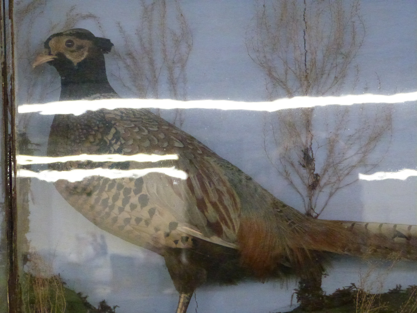 A taxidermy study of a pheasant in glazed case, W69 x D17 x H44cm - Bild 2 aus 2