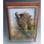 An early 20thC taxidermy study of a Green Woodpecker in naturalistic setting, in glazed case, W28