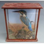 A late 19th/20thC taxidermy study of a Kingfisher in naturalistic setting, in glazed case, W20 x D10