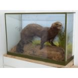 A taxidermy study of a mink in glazed case, W41 x D19 x H27cm
