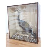 A late 19th/20thC taxidermy study of a Shag in naturalistic setting, in glazed case, W64 x D30 x