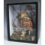 A early 20thC taxidermy study of a Little Owl in naturalistic setting, in glazed case, W23 x D13 x
