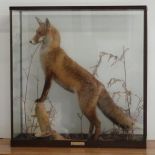 A taxidermy study of a large fox in alert pose in naturalistic setting, in glazed case, W92 x D34