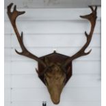 A taxidermy deer head and antlers on wooden shield mount, W60 H60cm
