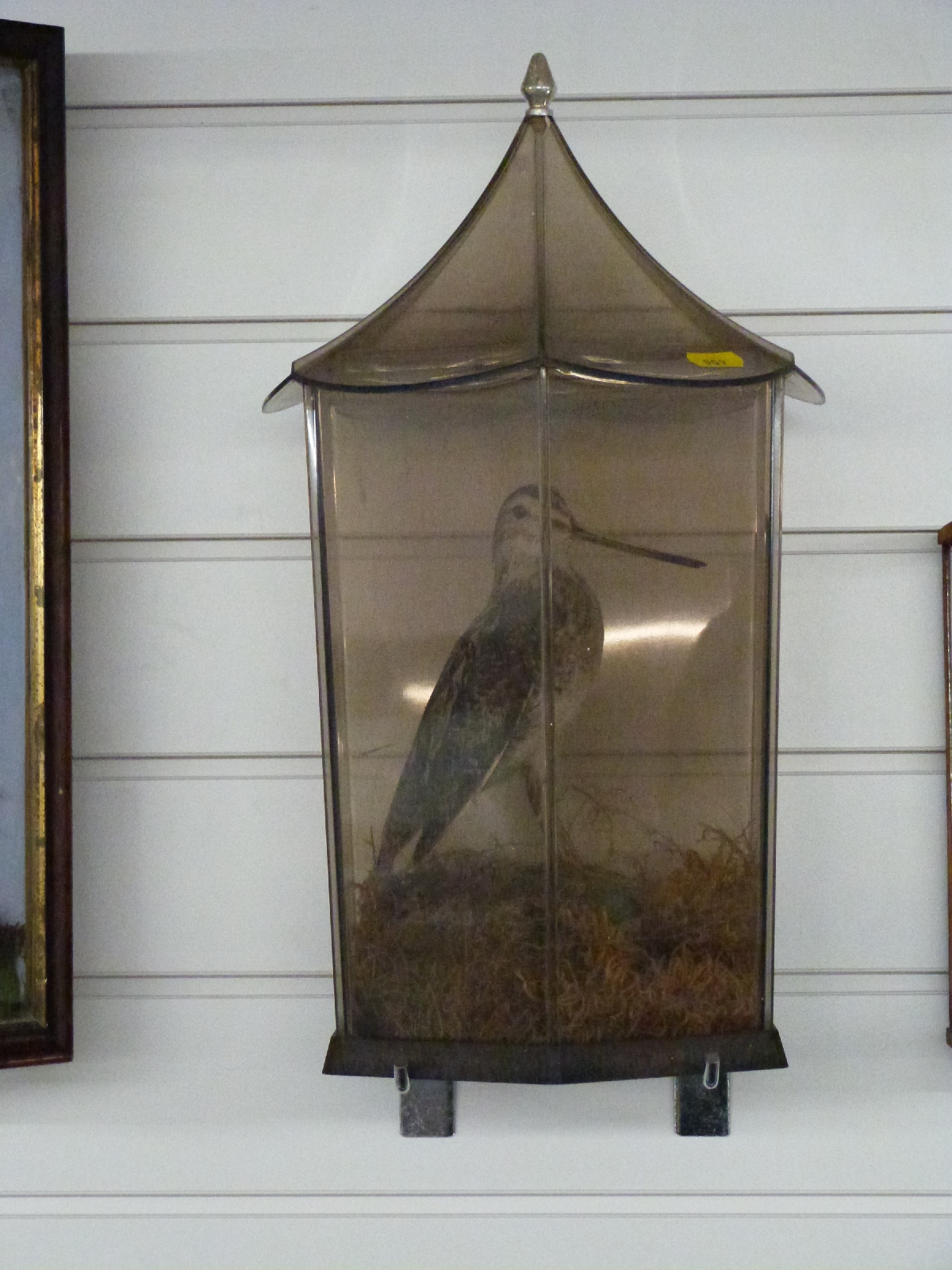 Two cased taxidermy studies of Snipe in glazed cases, largest W23 x D23 x H38cm - Bild 3 aus 4