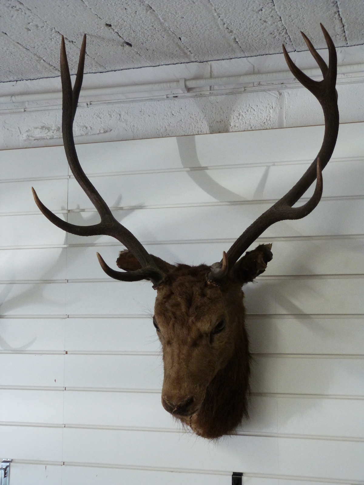 A taxidermy Red Deer head and antlers, W80 H104cm - Bild 2 aus 3