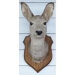 A taxidermy Roe Deer head and shoulder mount on wooden shield, H40cm