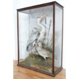 A late 19th/20thC taxidermy study of a Grey Heron with fish and a Curlew amongst reeds and