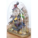 Victorian taxidermy study of exotic birds in naturalistic setting under a glass dome, W49 x D23 x