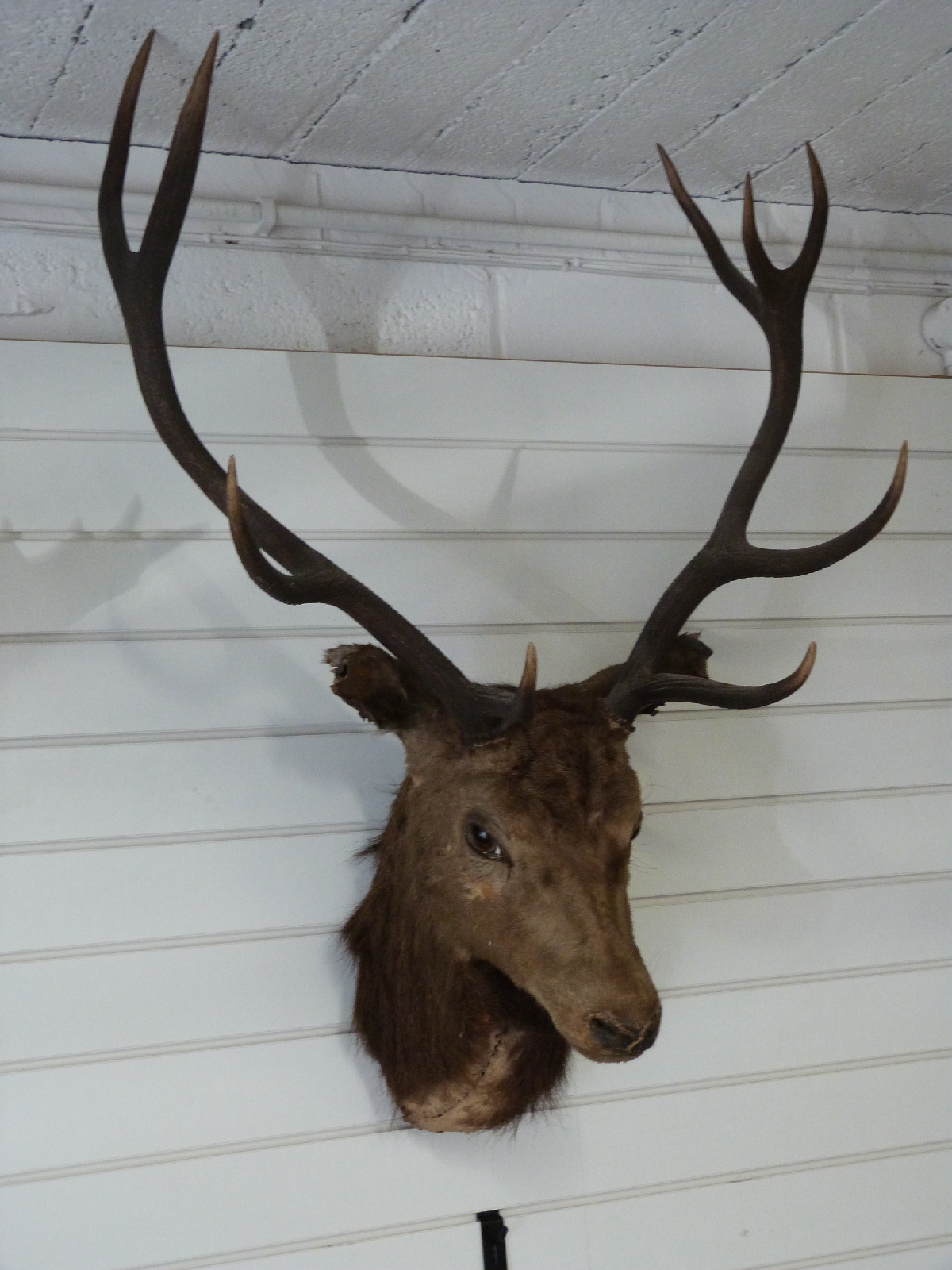 A taxidermy Red Deer head and antlers, W80 H104cm - Bild 3 aus 3