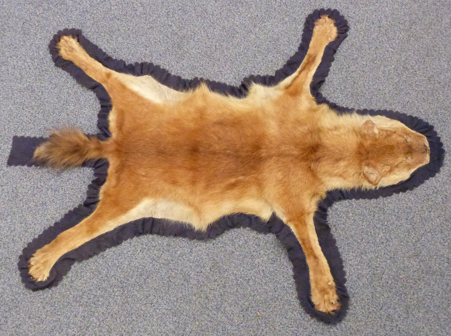 19thC mountain lion skin mounted on black felt with scalloped edges, approximately 137 x 105cm