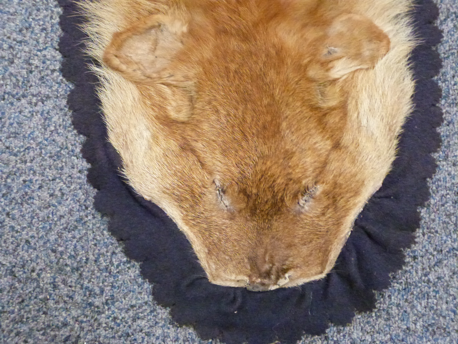 19thC mountain lion skin mounted on black felt with scalloped edges, approximately 137 x 105cm - Bild 2 aus 2