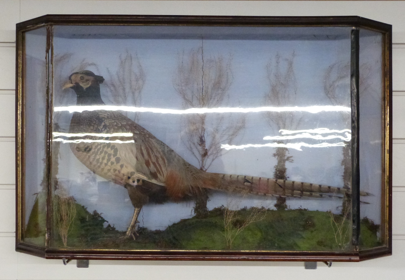 A taxidermy study of a pheasant in glazed case, W69 x D17 x H44cm