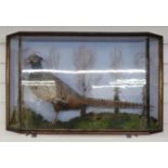 A taxidermy study of a pheasant in glazed case, W69 x D17 x H44cm