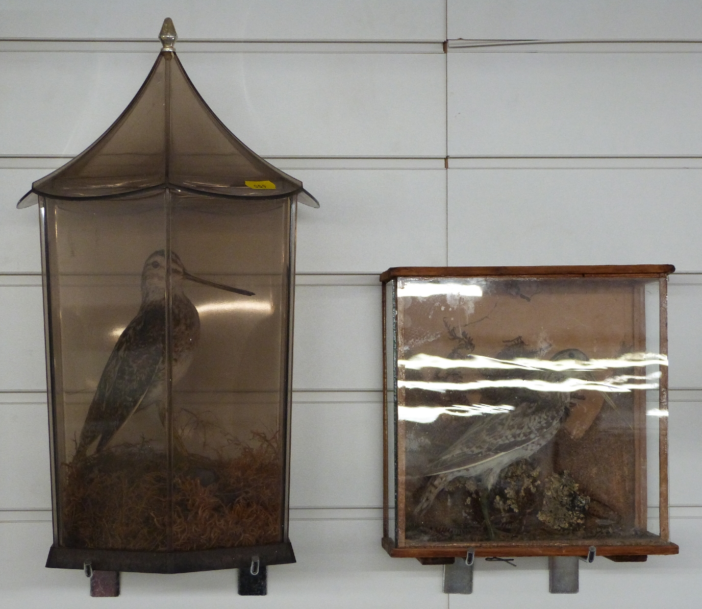 Two cased taxidermy studies of Snipe in glazed cases, largest W23 x D23 x H38cm