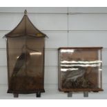 Two cased taxidermy studies of Snipe in glazed cases, largest W23 x D23 x H38cm