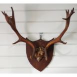 A taxidermy skull and antlers on shield mount, W60 H53cm