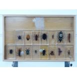 Fifteen large insects set in acrylic blocks