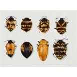 Walter Oltmann; Beetles