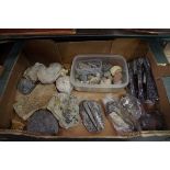 A collection of fossils, minerals and other natural history specimens.