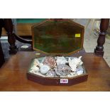 A small collection of shells, in Georgian mahogany box, the box 27cm wide.