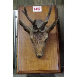 A good cold painted bronze stag's head letter clip, in the manner of Franz Bergman, on walnut mount,